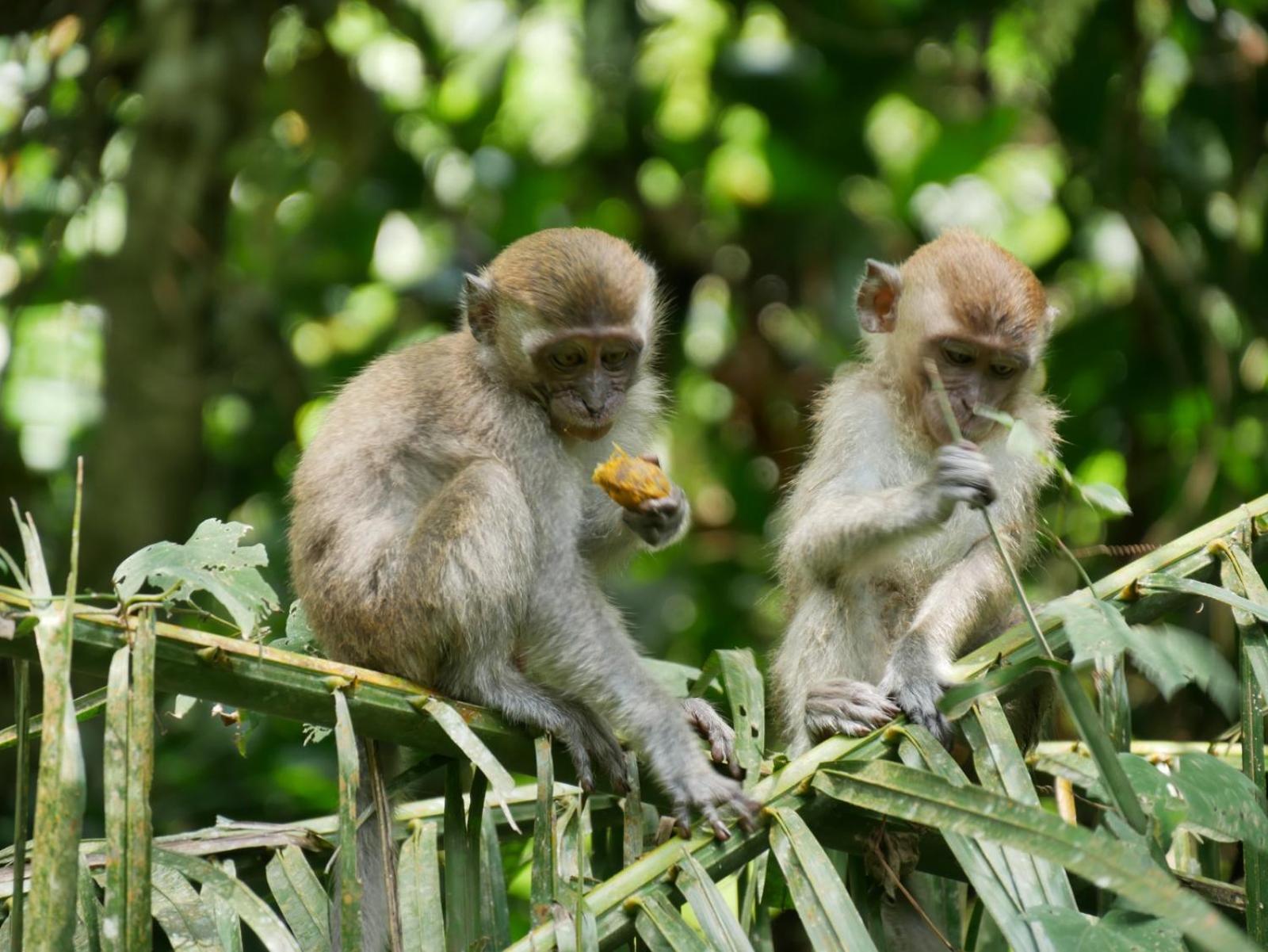 Sama Sama Homestay & Trekking Only Stay Here Book Trekking And Transport With Us Bukit Lawang Eksteriør bilde