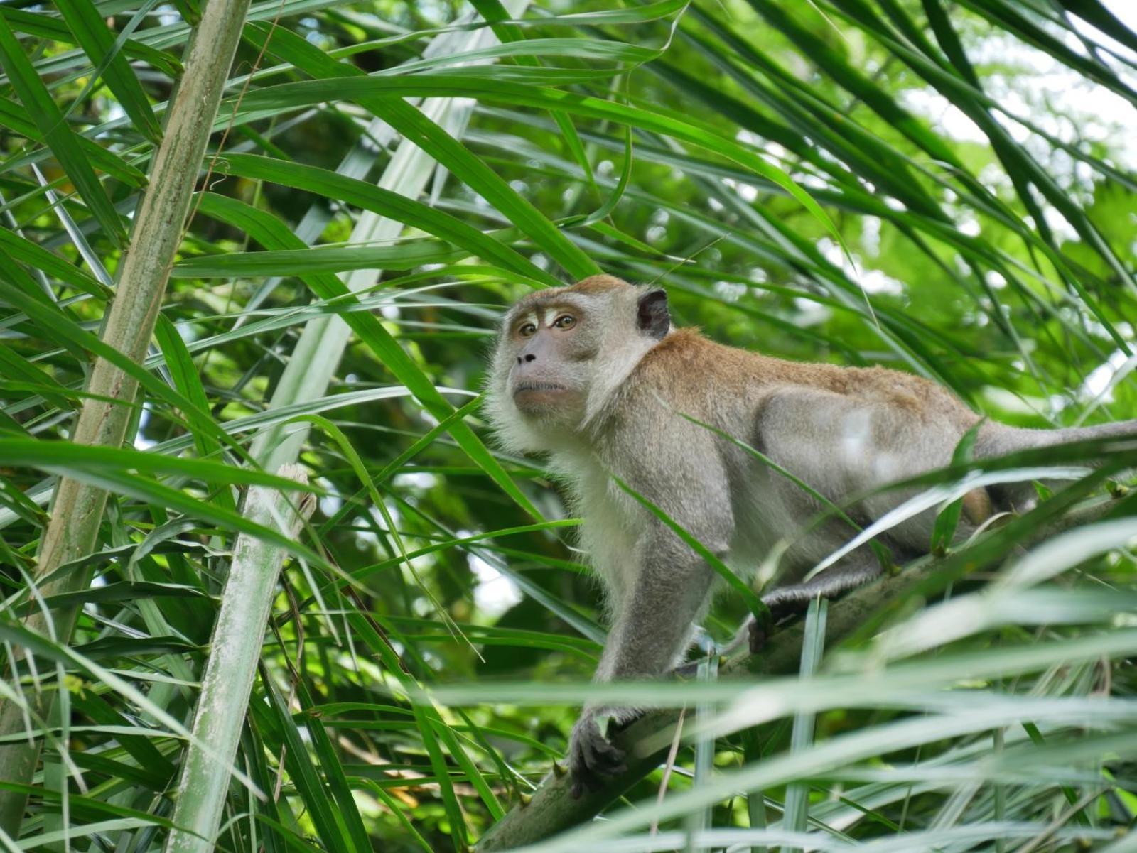 Sama Sama Homestay & Trekking Only Stay Here Book Trekking And Transport With Us Bukit Lawang Eksteriør bilde