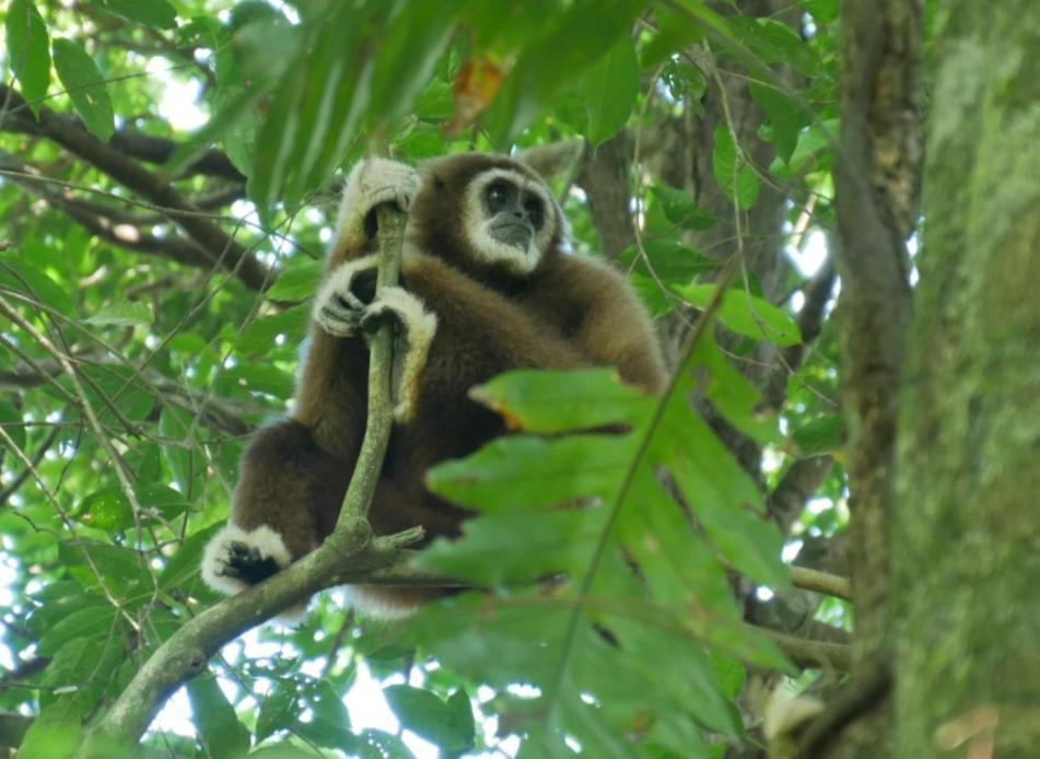 Sama Sama Homestay & Trekking Only Stay Here Book Trekking And Transport With Us Bukit Lawang Eksteriør bilde