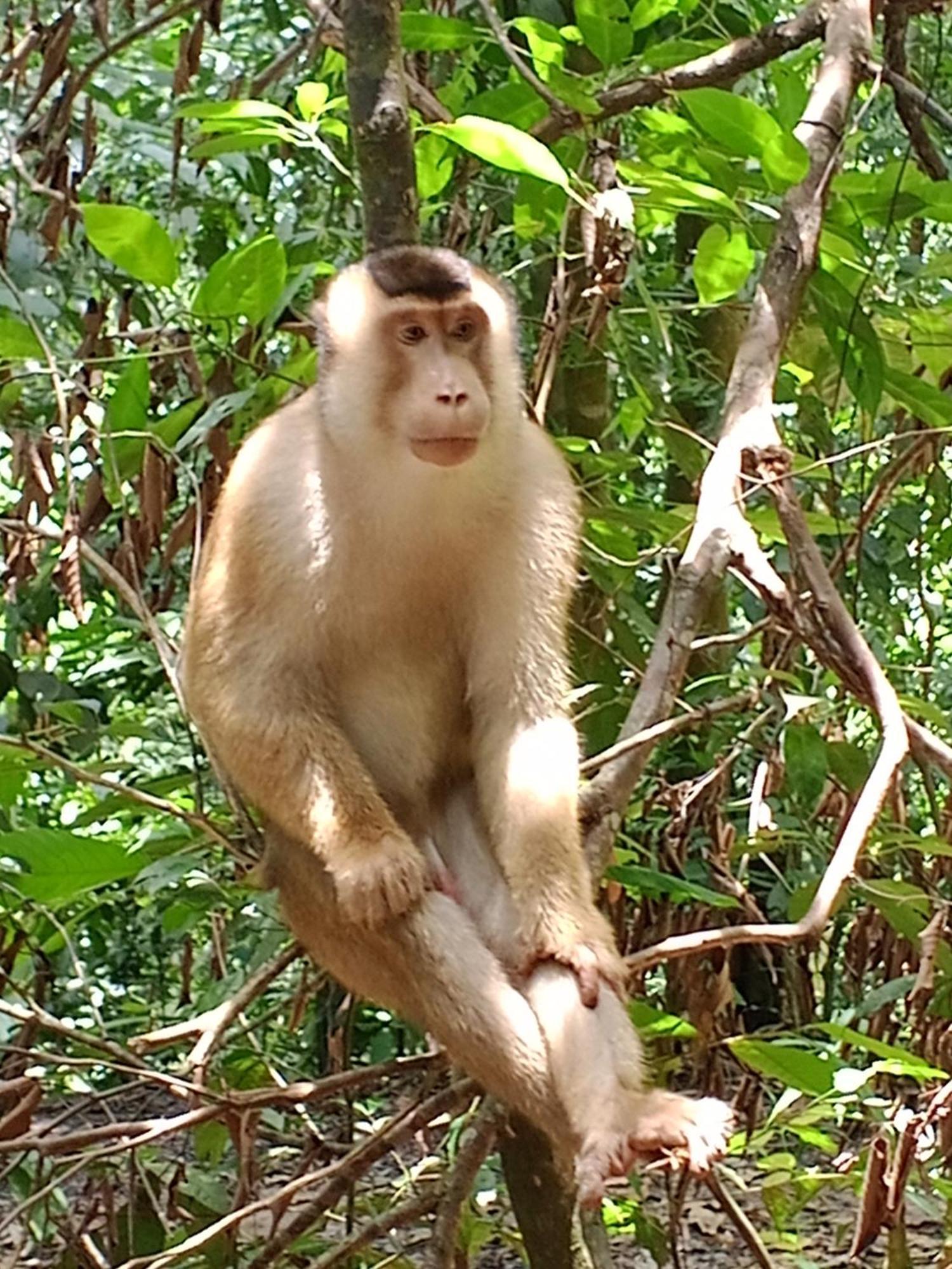 Sama Sama Homestay & Trekking Only Stay Here Book Trekking And Transport With Us Bukit Lawang Eksteriør bilde