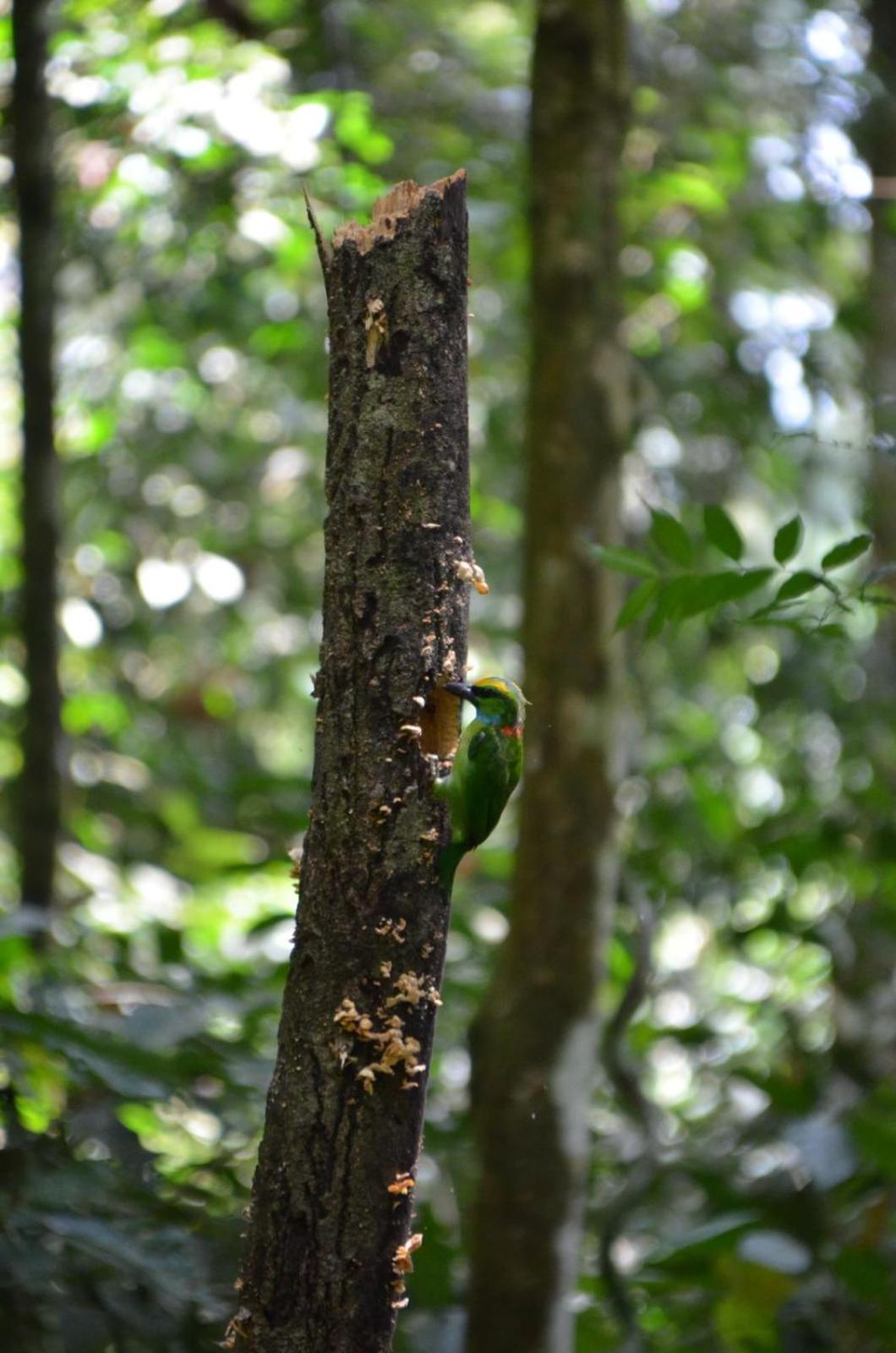 Sama Sama Homestay & Trekking Only Stay Here Book Trekking And Transport With Us Bukit Lawang Eksteriør bilde