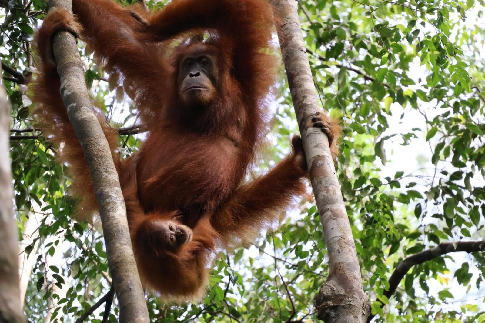 Sama Sama Homestay & Trekking Only Stay Here Book Trekking And Transport With Us Bukit Lawang Eksteriør bilde