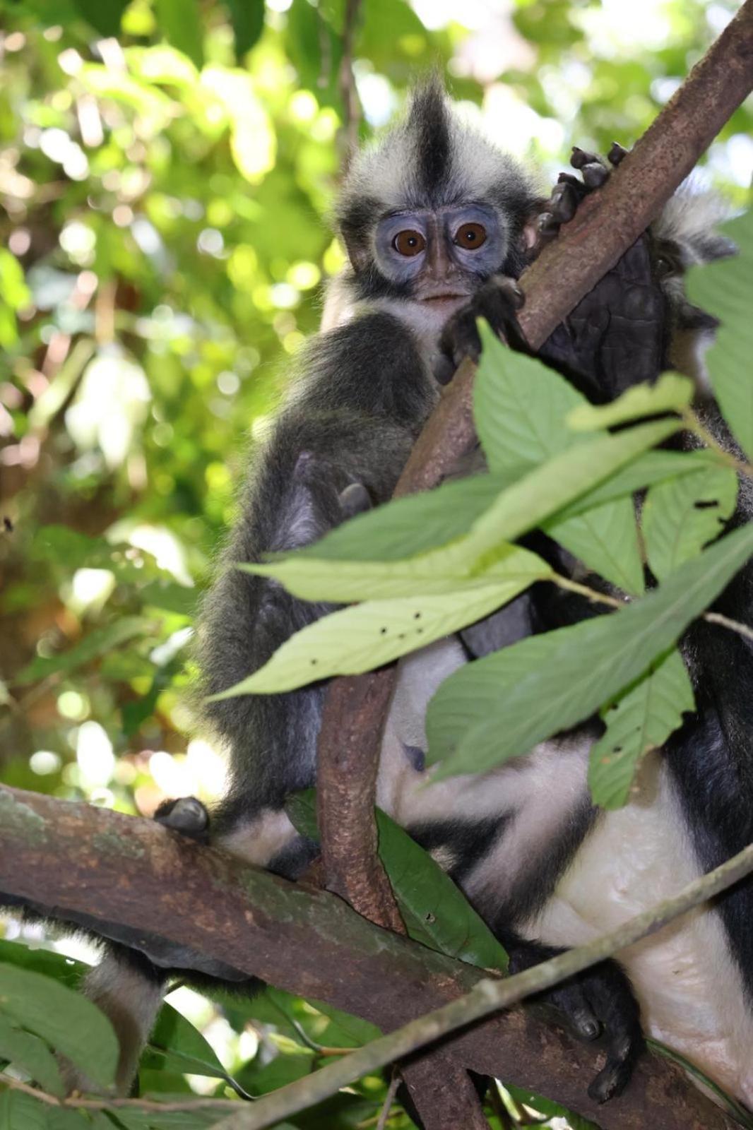 Sama Sama Homestay & Trekking Only Stay Here Book Trekking And Transport With Us Bukit Lawang Eksteriør bilde