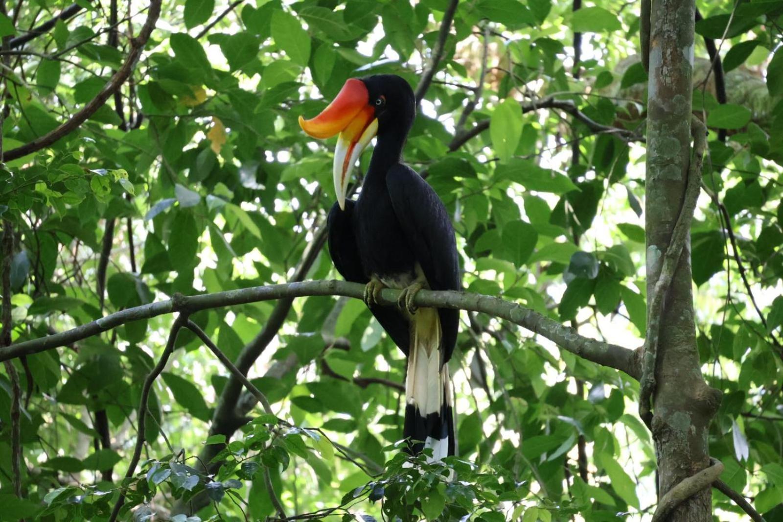 Sama Sama Homestay & Trekking Only Stay Here Book Trekking And Transport With Us Bukit Lawang Eksteriør bilde