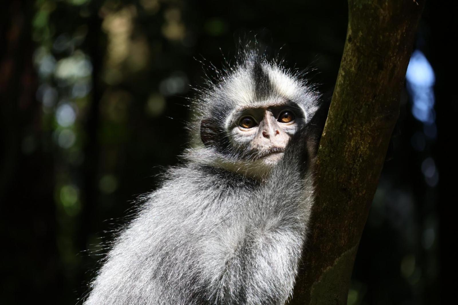 Sama Sama Homestay & Trekking Only Stay Here Book Trekking And Transport With Us Bukit Lawang Eksteriør bilde