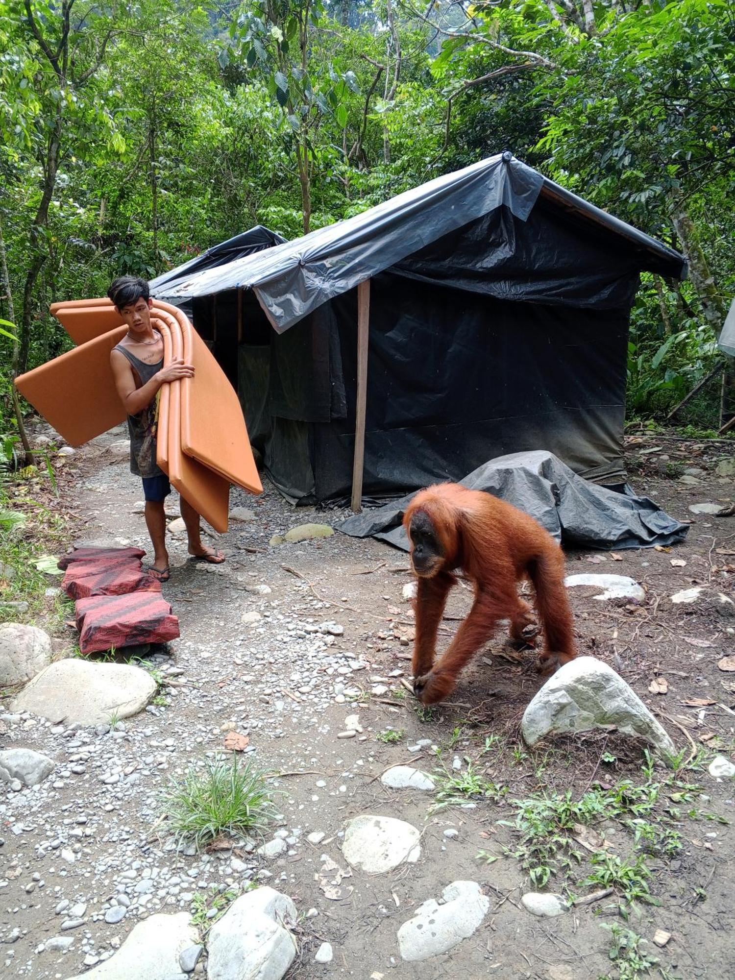 Sama Sama Homestay & Trekking Only Stay Here Book Trekking And Transport With Us Bukit Lawang Eksteriør bilde