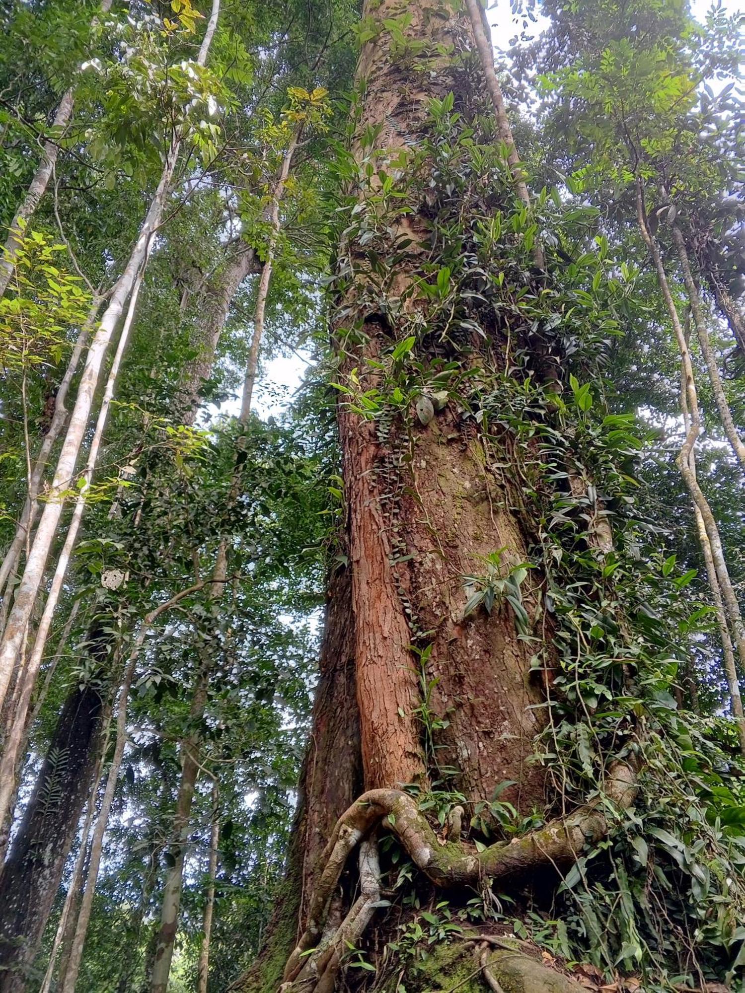 Sama Sama Homestay & Trekking Only Stay Here Book Trekking And Transport With Us Bukit Lawang Eksteriør bilde