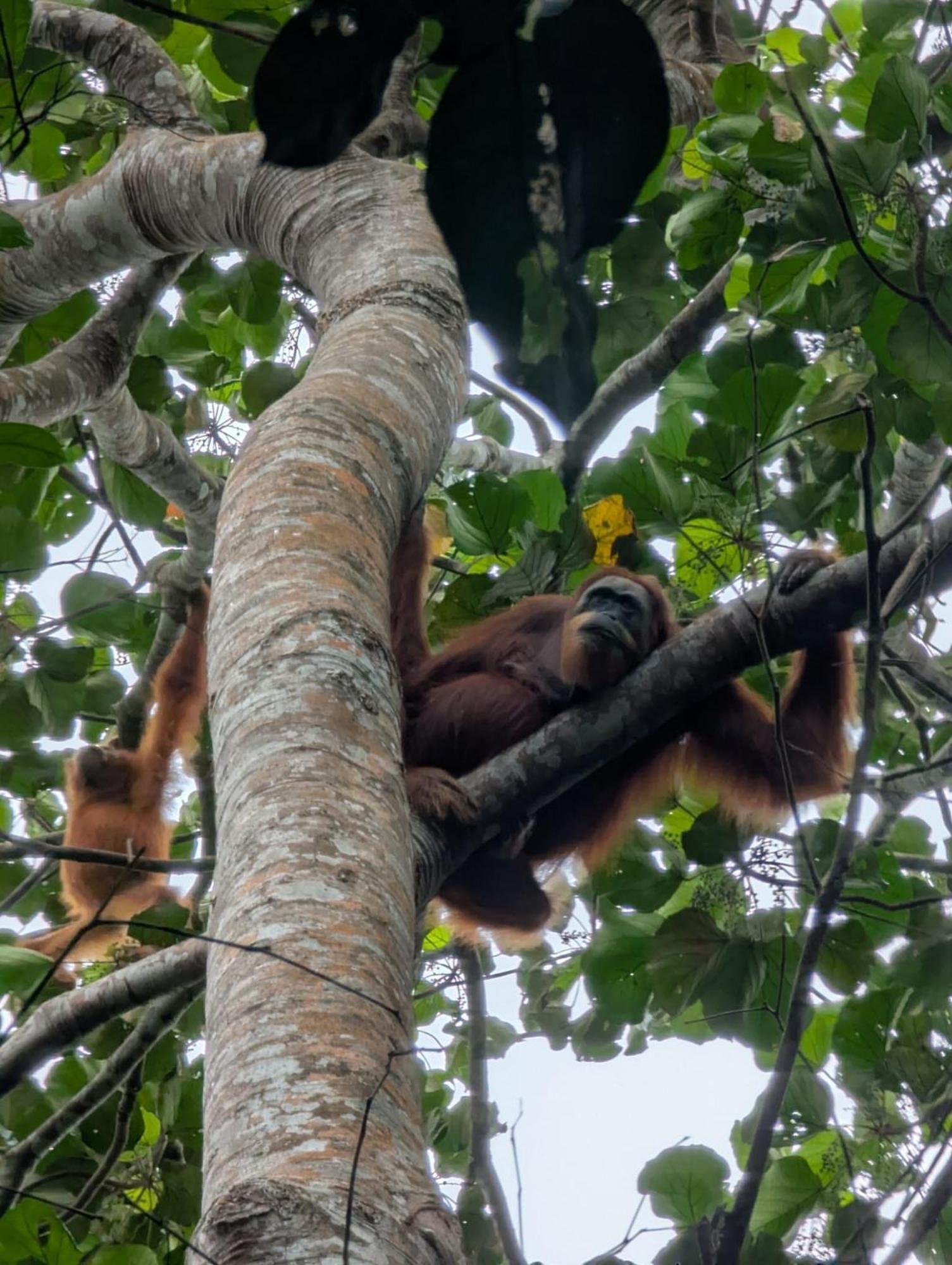 Sama Sama Homestay & Trekking Only Stay Here Book Trekking And Transport With Us Bukit Lawang Eksteriør bilde