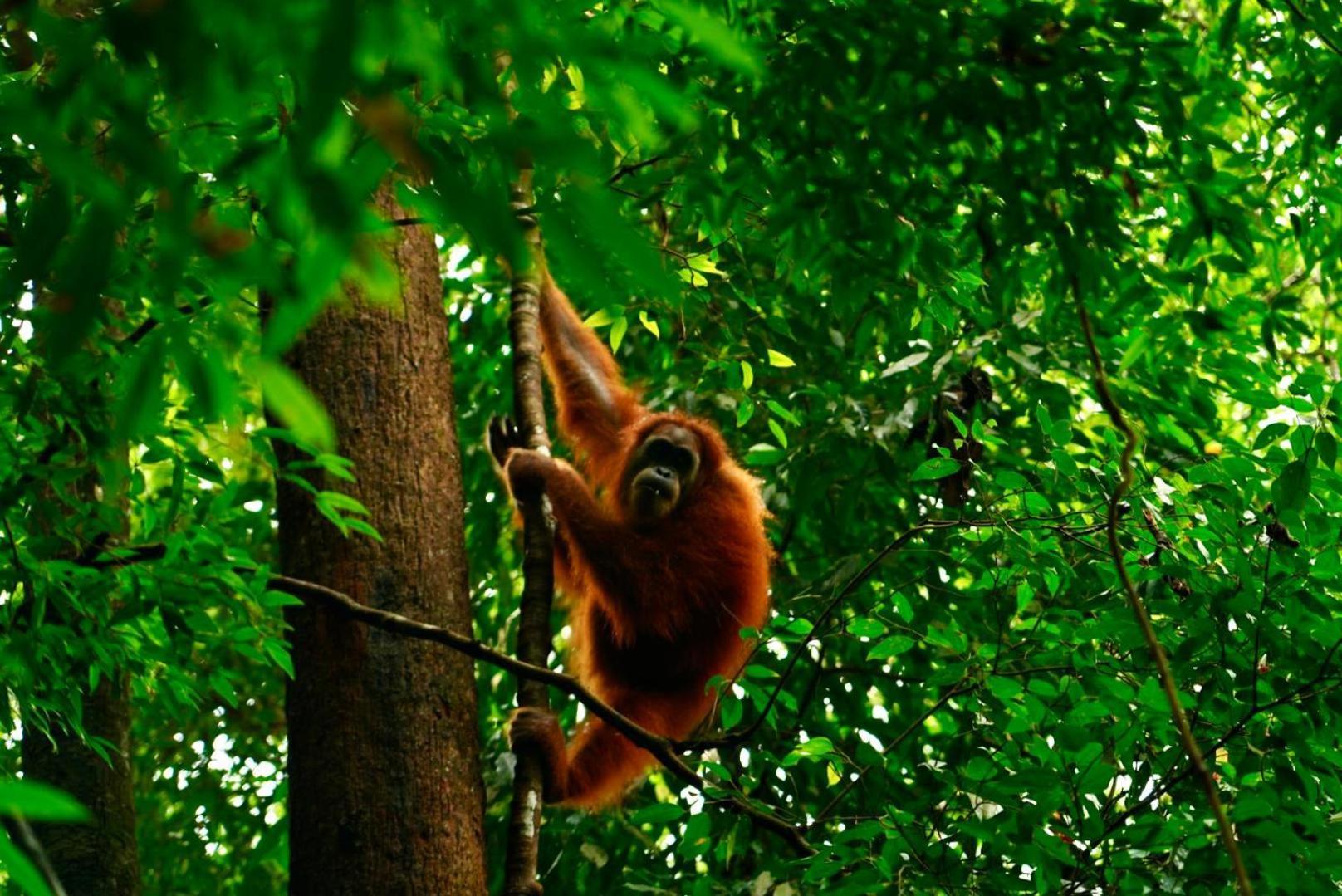 Sama Sama Homestay & Trekking Only Stay Here Book Trekking And Transport With Us Bukit Lawang Eksteriør bilde